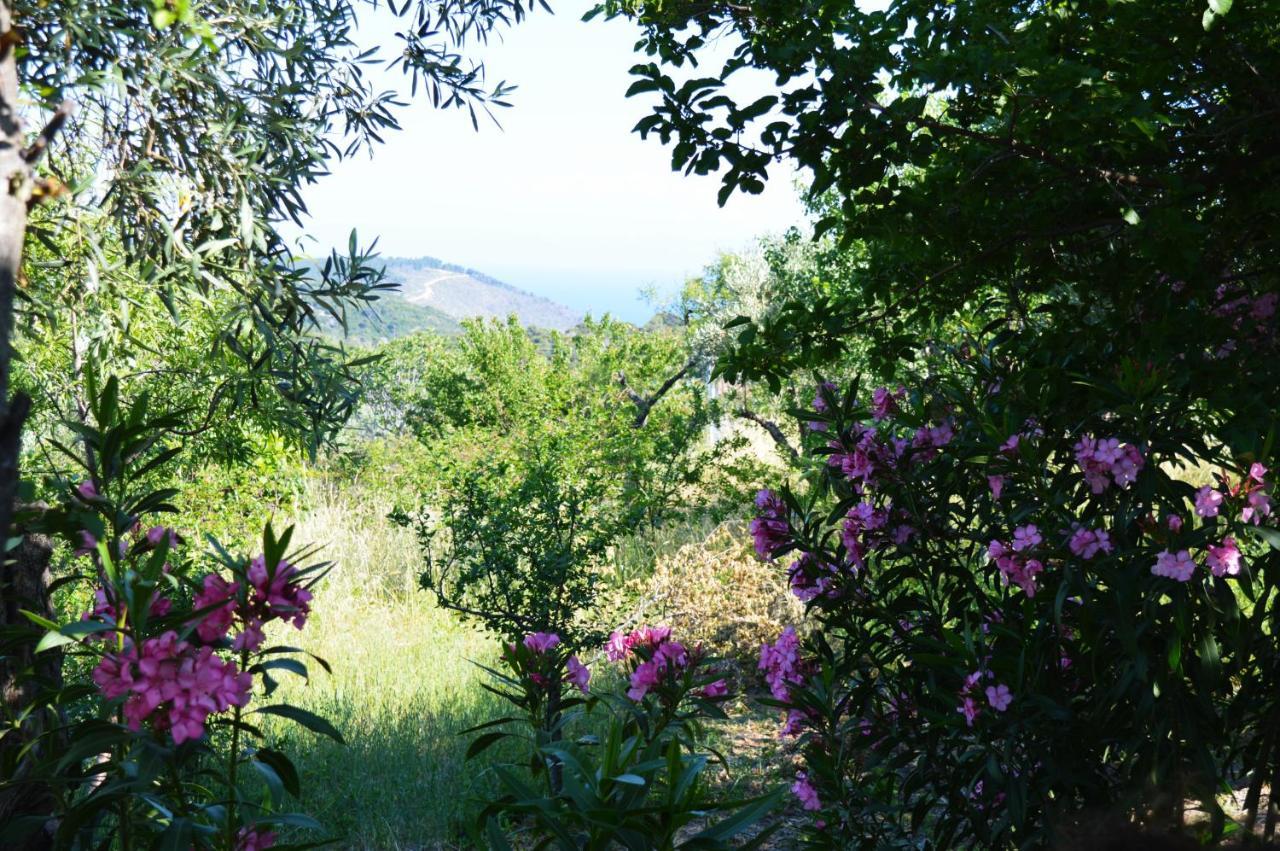 Alikias Country House Panormos  Extérieur photo
